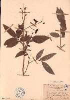 濱木患藏品圖，第1張