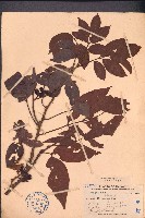 濱木患藏品圖，第1張