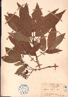 濱木患藏品圖，第1張