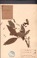 濱木患藏品圖，第1張