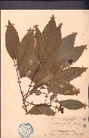 濱木患藏品圖，第1張