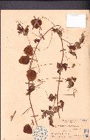 倒地鈴藏品圖，第1張