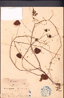 倒地鈴藏品圖，第1張