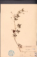 倒地鈴藏品圖，第1張