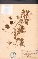 倒地鈴藏品圖，第1張