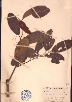 瓜馥木藏品圖，第1張