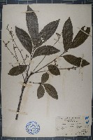 假山羅藏品圖，第1張