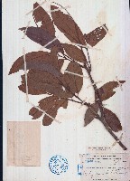 褐葉柄果木藏品圖，第1張