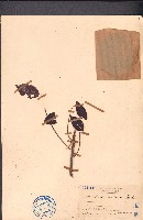 南酸棗藏品圖，第1張