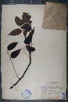 南酸棗藏品圖，第1張