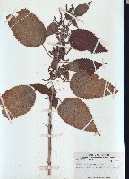 水苧麻藏品圖，第1張