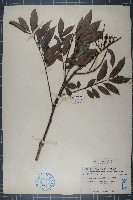 狹葉泡花樹藏品圖，第1張