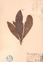 單葉泡花樹藏品圖，第1張