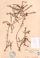 華鳳仙藏品圖，第1張