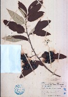 麥珠子藏品圖，第1張