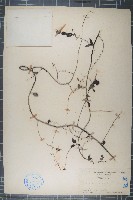 小葉黃鱔藤藏品圖，第1張