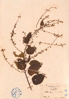 毛咀簽藏品圖，第1張