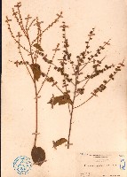 毛咀簽藏品圖，第1張