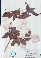 亮葉雀梅藤藏品圖，第1張