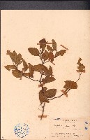 球棗藏品圖，第1張