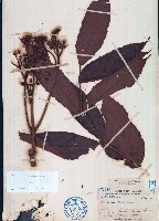 火筒樹藏品圖，第1張