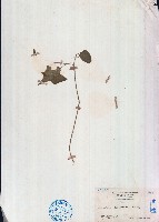 毛葉白粉藤、苦郎藤藏品圖，第1張