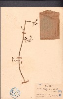 翅莖白粉藤藏品圖，第1張