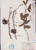 扁擔藤藏品圖，第1張