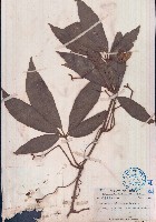 扁擔藤藏品圖，第1張