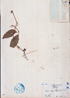 狹葉葡萄藏品圖，第1張