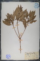 顯脈杜英藏品圖，第1張