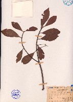 杜英藏品圖，第1張