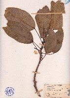 長柄杜英藏品圖，第1張