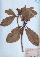 長芒杜英藏品圖，第1張