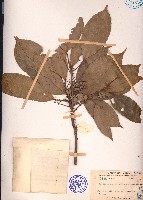 絹毛杜英藏品圖，第1張