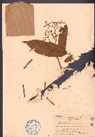 破布葉藏品圖，第1張