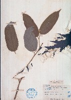 海南破布葉藏品圖，第1張