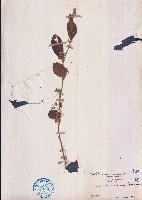 苘麻葉捕魚木藏品圖，第1張