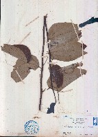 大葉捕魚木藏品圖，第1張