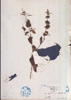 臭垂桉草藏品圖，第1張