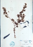 臭垂桉草藏品圖，第1張