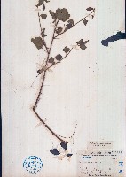 垂桉草藏品圖，第1張