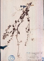 粗齒垂桉草藏品圖，第1張