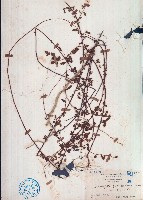 粗齒垂桉草藏品圖，第1張