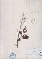 賽葵藏品圖，第1張