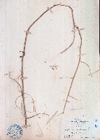 刺芙蓉藏品圖，第1張