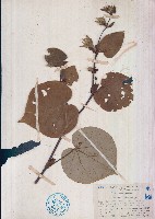 黃槿藏品圖，第1張