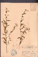 細葉金午時花藏品圖，第1張