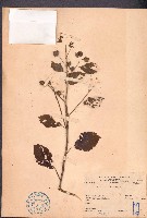 榛葉金午時花藏品圖，第1張