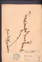 金午時花藏品圖，第1張